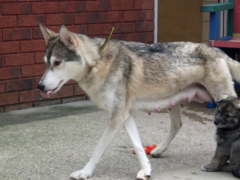 Bella for sale in Liverpool, Merseyside | Image 4