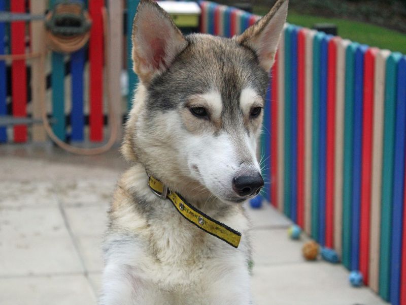Bella for sale in Liverpool, Merseyside | Image 2