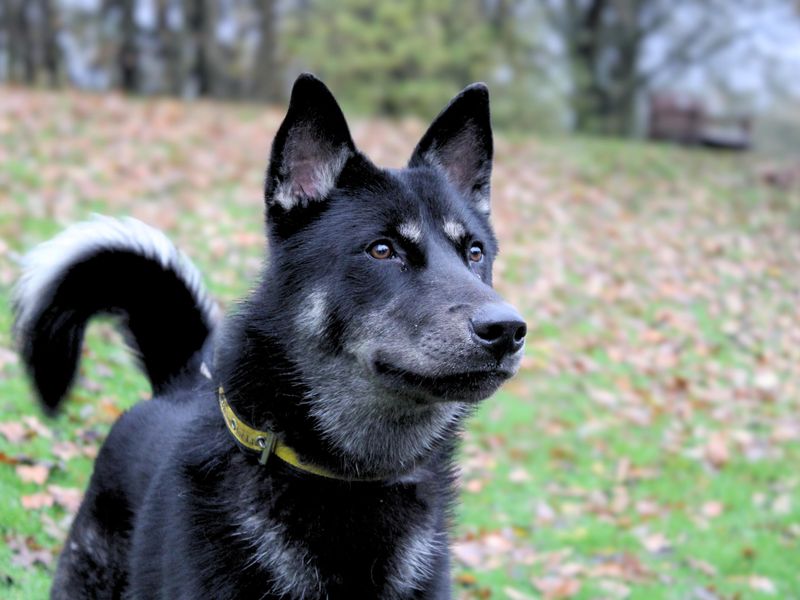 undefined | German Shepherd Dog Cross | undefined - 2