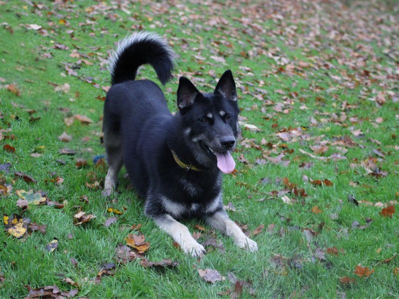 German Shepherd for adoption in Liverpool, Merseyside – 10 months old - Image 3 of 3