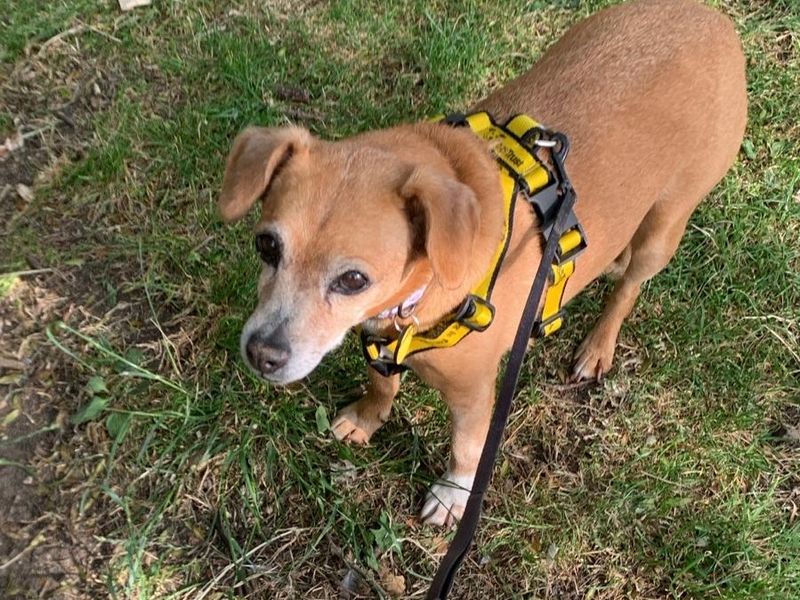 Jack Russell for adoption in Leeds, Yorkshire – 12 years old