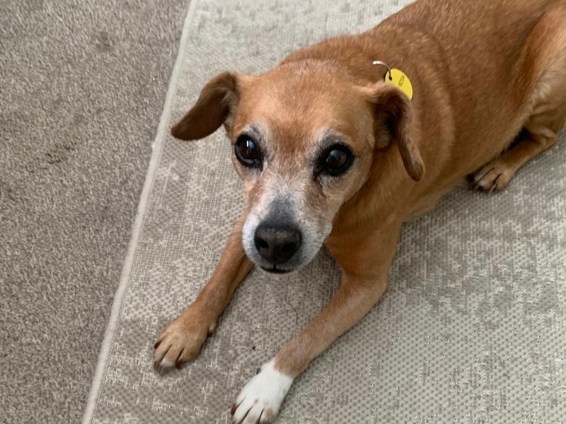 Chihuahua for adoption in Leeds, Yorkshire – 12 years old - Image 2 of 2