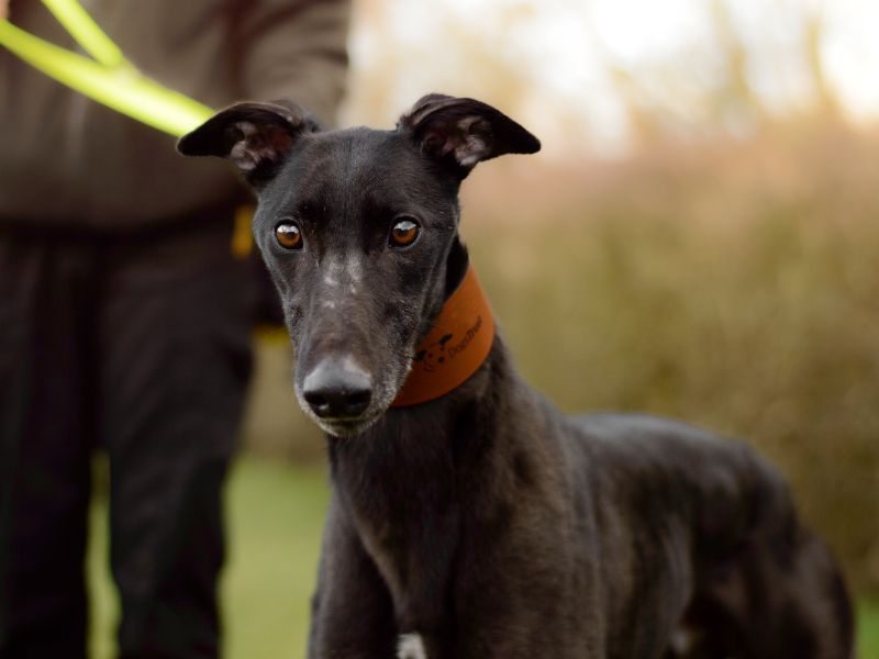 Greyhound for adoption in Kenilworth, Warks – 4 years old - Image 3 of 4