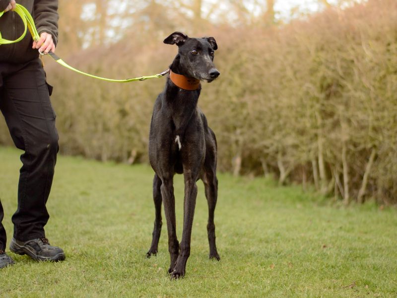 Greyhound for adoption in Kenilworth, Warks – 4 years old - Image 2 of 4