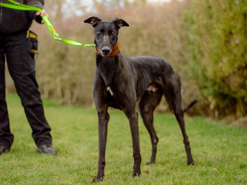 Greyhound for adoption in Kenilworth, Warks – 4 years old - Image 4 of 4