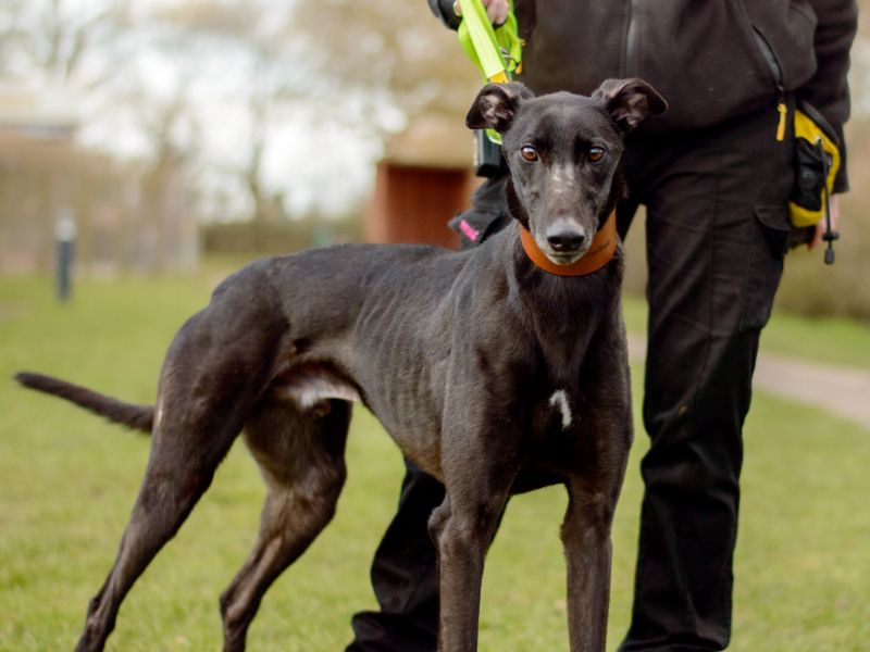 Greyhound for adoption in Kenilworth, Warks – 4 years old - Image 1 of 4