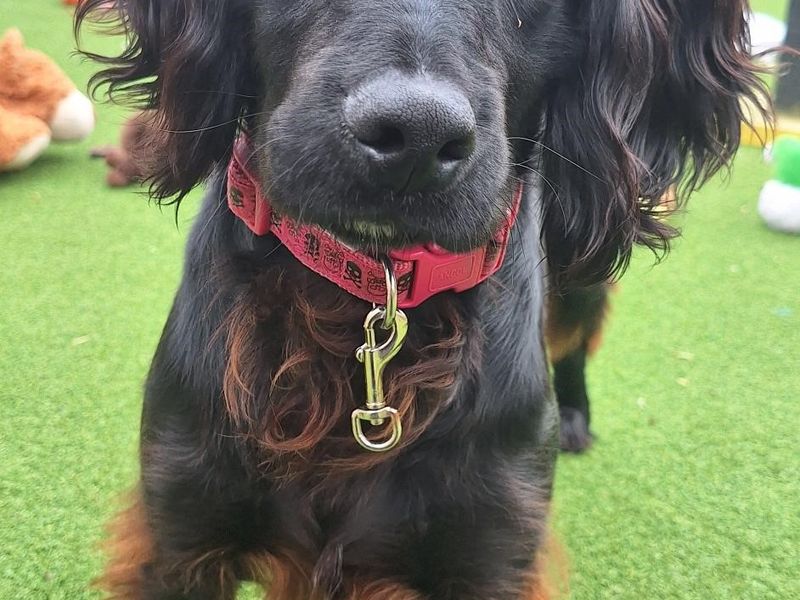 Theo for sale in Sadberge, Co Durham
