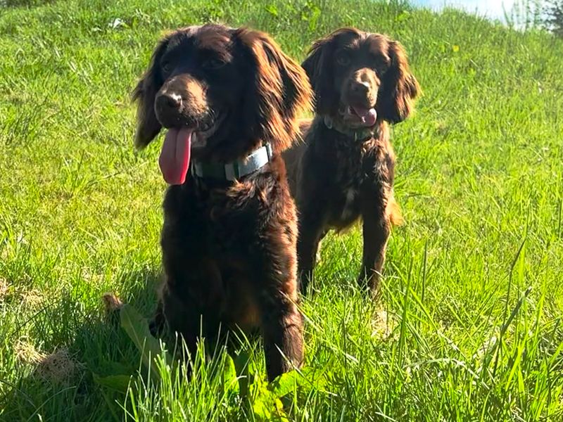 Zazu for sale in Wymeswold, Leicestershire