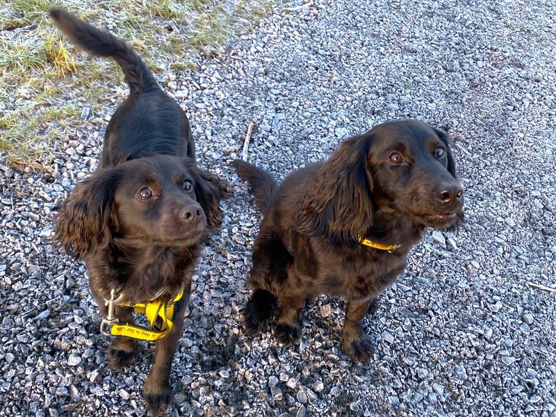 Tonks for sale in Ballymena, Co Antrim - Image 2