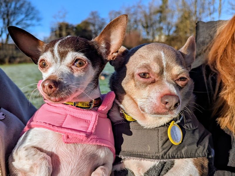 Chihuahua Dogs And Puppies For Adoption
