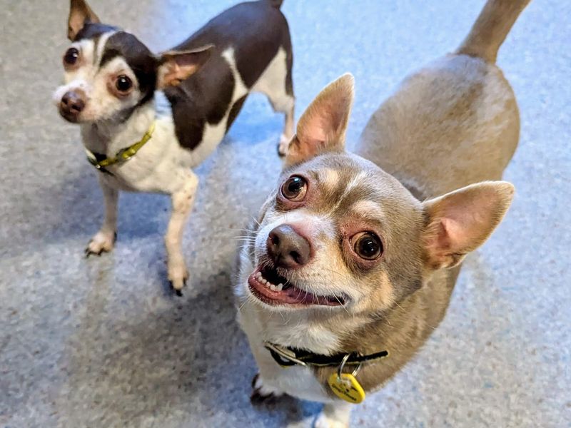 Chihuahua for adoption in Rhondda Cynon Taf – 7 years old - Image 2 of 2