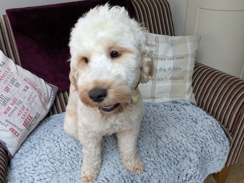 Cocker Spaniel for adoption in Kenilworth, Warks – 1 year old - Image 1 of 3
