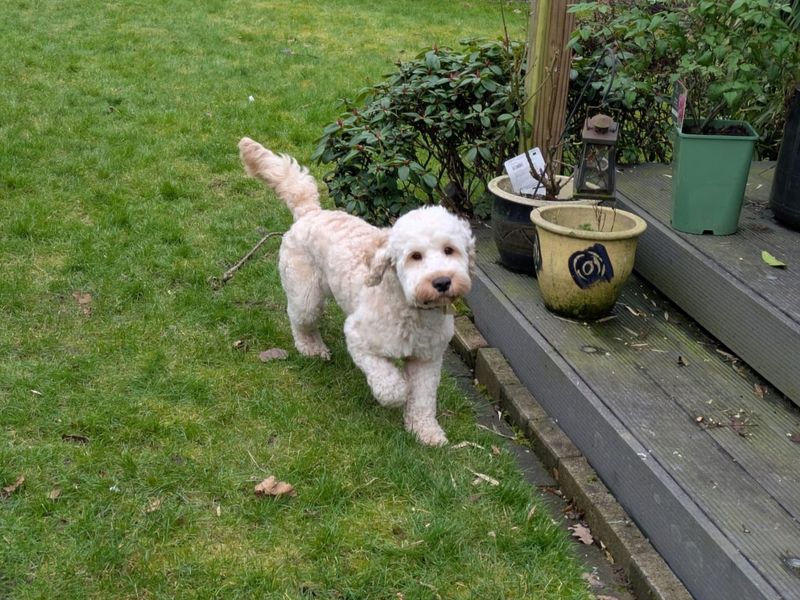 Cocker Spaniel for adoption in Kenilworth, Warks – 1 year old - Image 2 of 3