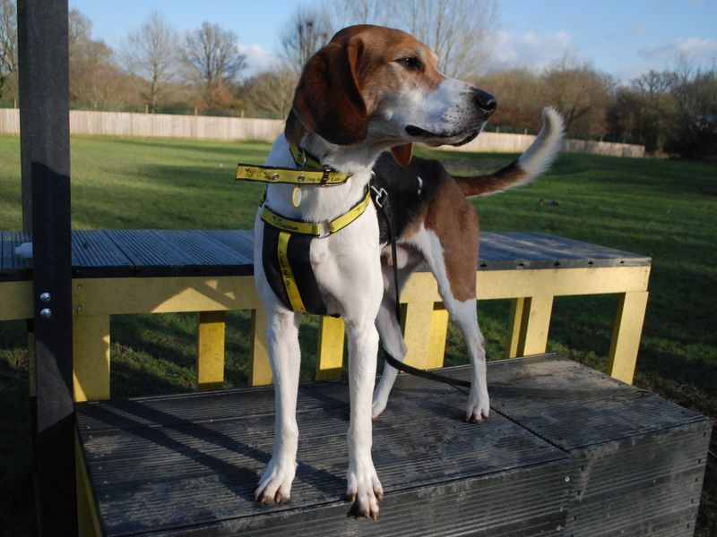 Finn | Trailhound | Newbury (Berkshire) - 1