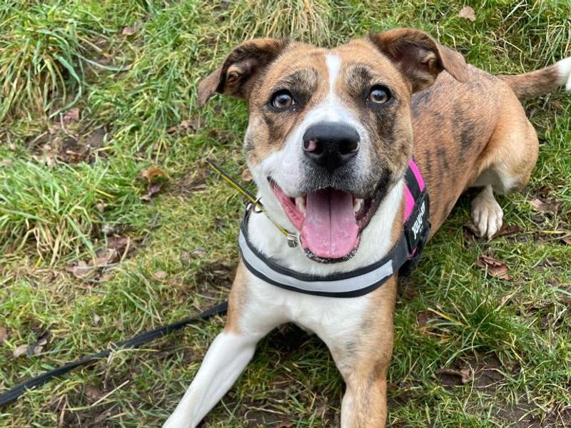 Staffordshire Bull Terrier for adoption in Telford, Shropshire – 2 years old - Image 4 of 5