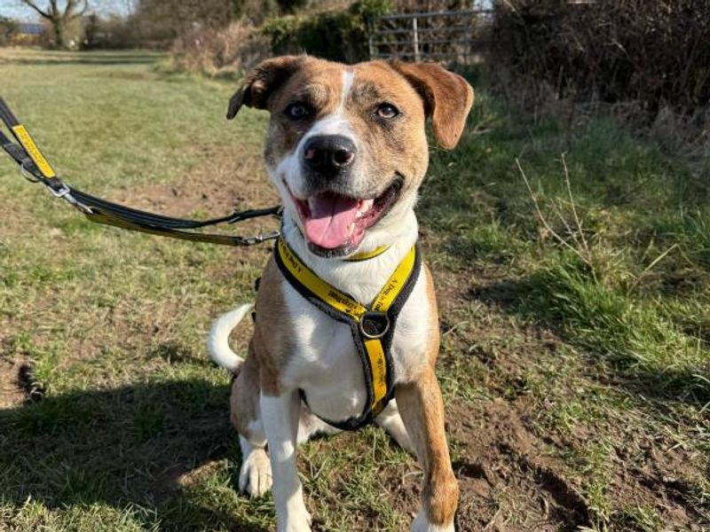 Staffordshire Bull Terrier for adoption in Telford, Shropshire – 2 years old - Image 5 of 5