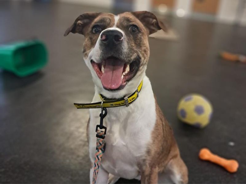 Staffordshire Bull Terrier for adoption in Telford, Shropshire – 2 years old - Image 2 of 5