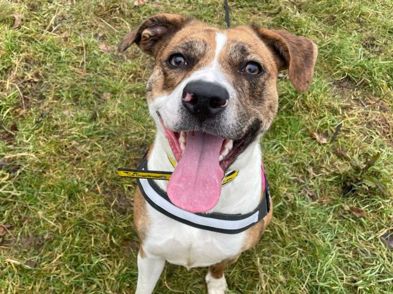 Staffordshire Bull Terrier for adoption in Telford, Shropshire – 2 years old - Image 3 of 5