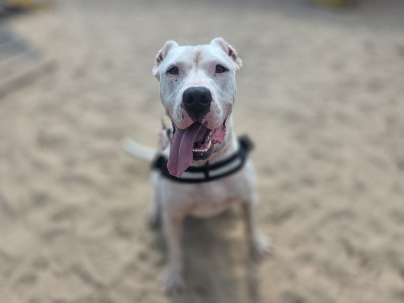 Cane Corso for adoption in Leeds, Yorkshire – 4 years old