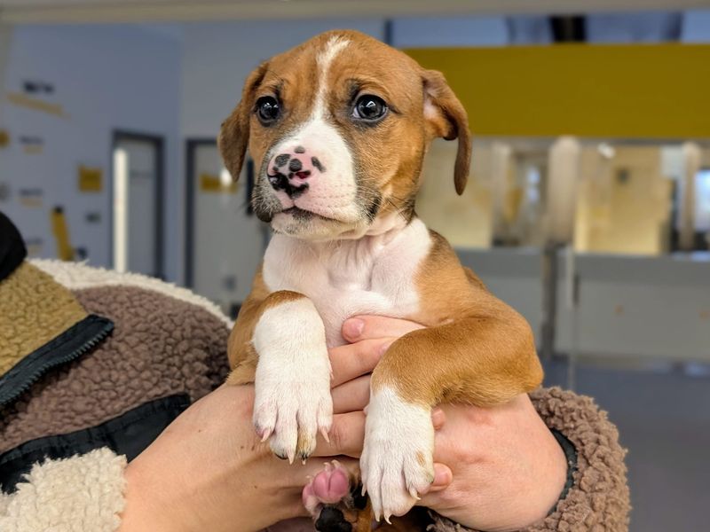 American Bulldog for adoption in Cardiff, Glamorgan – 6 months old - Image 6 of 6