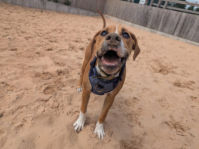 American Bulldog for adoption in Cardiff, Glamorgan – 6 months old - Image 4 of 6