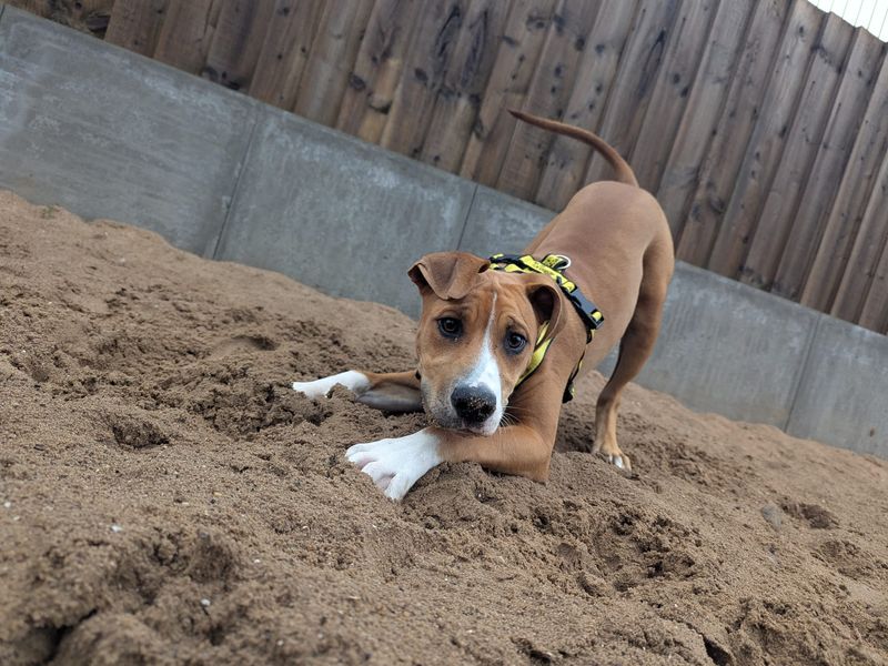 American Bulldog for adoption in Cardiff, Glamorgan – 5 months old