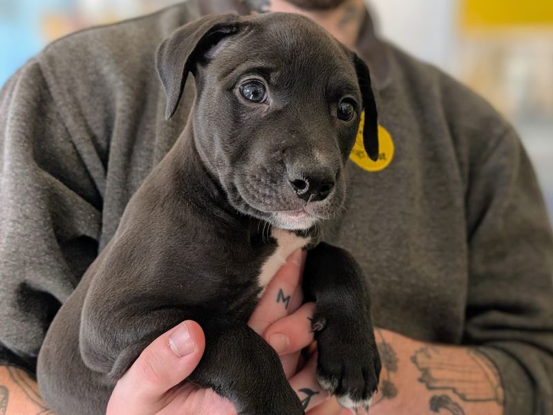 American Bulldog for adoption in Cardiff, Glamorgan – 7 months old - Image 4 of 4