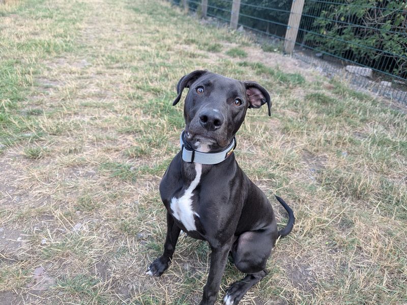 American Bulldog for adoption in Cardiff, Glamorgan – 7 months old - Image 3 of 4
