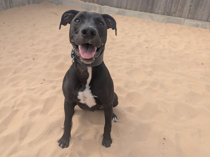 American Bulldog for adoption in Cardiff, Glamorgan – 7 months old - Image 2 of 4
