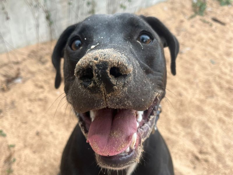 Ditto | Lurcher Cross | Cardiff - 1