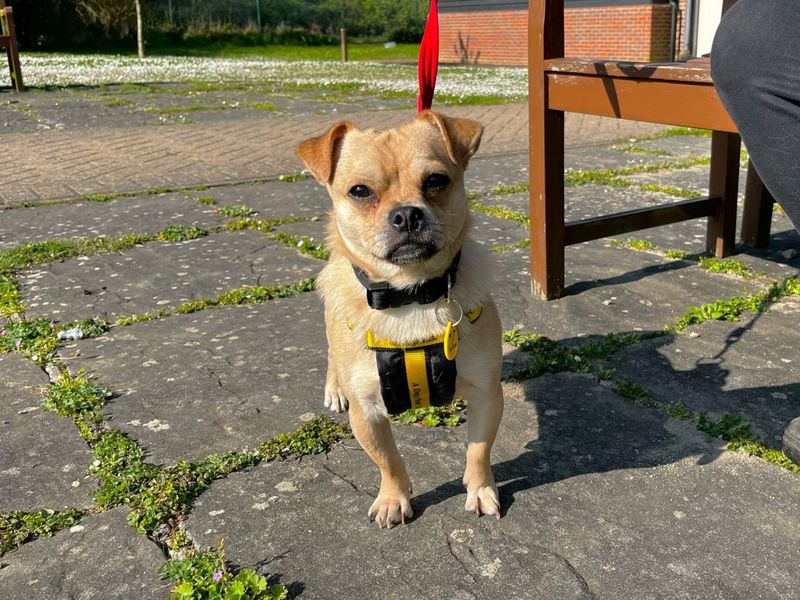 Harvey for sale in Chestfield, Kent