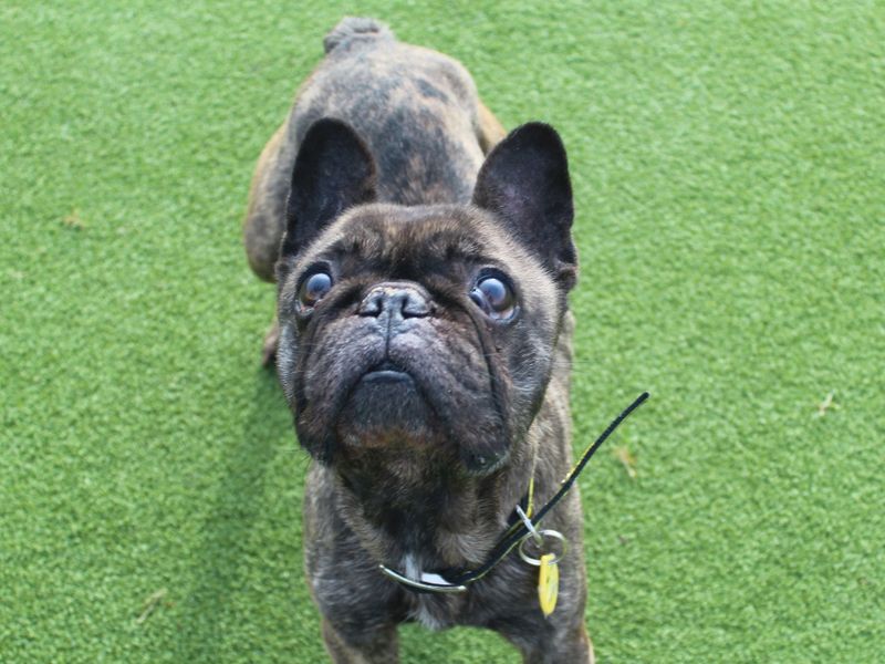 French Bulldog for adoption in Evesham, Worcestershire – 10 years old - Image 5 of 8