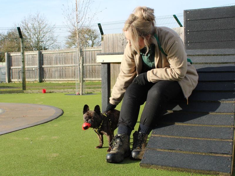 French Bulldog for adoption in Evesham, Worcestershire – 10 years old - Image 7 of 8