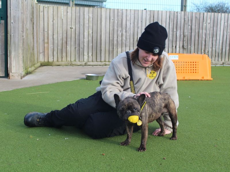 Pixie for sale in Evesham, Worcestershire | Image 3