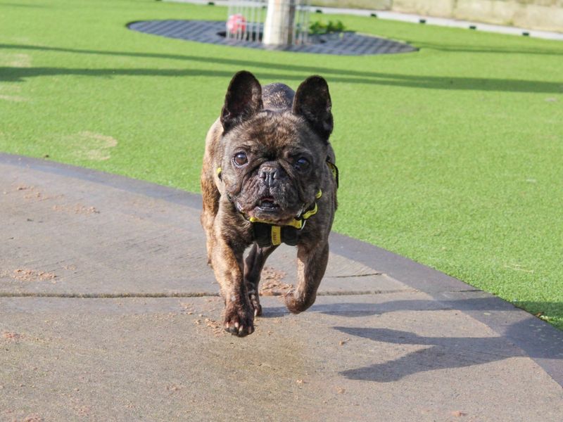 French Bulldog for adoption in Evesham, Worcestershire – 10 years old - Image 4 of 8