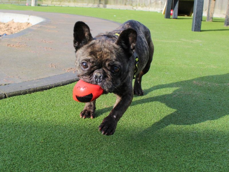 Pixie for sale in Evesham, Worcestershire | Image 2