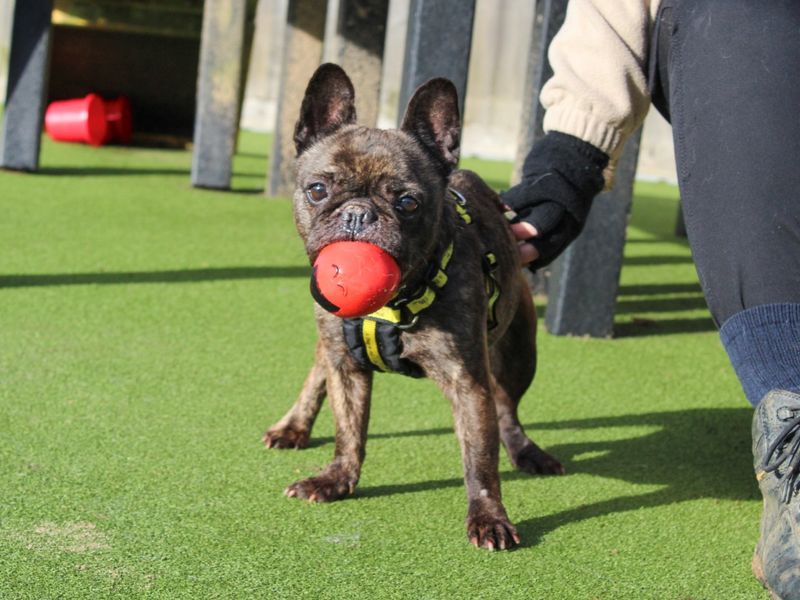 French Bulldog for adoption in Evesham, Worcestershire – 10 years old - Image 6 of 8