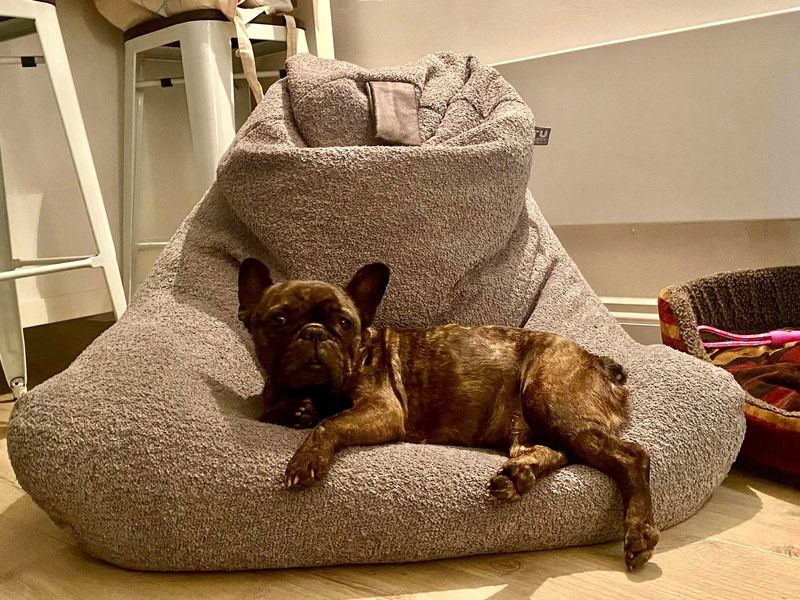 French Bulldog for adoption in Evesham, Worcestershire – 10 years old - Image 8 of 8