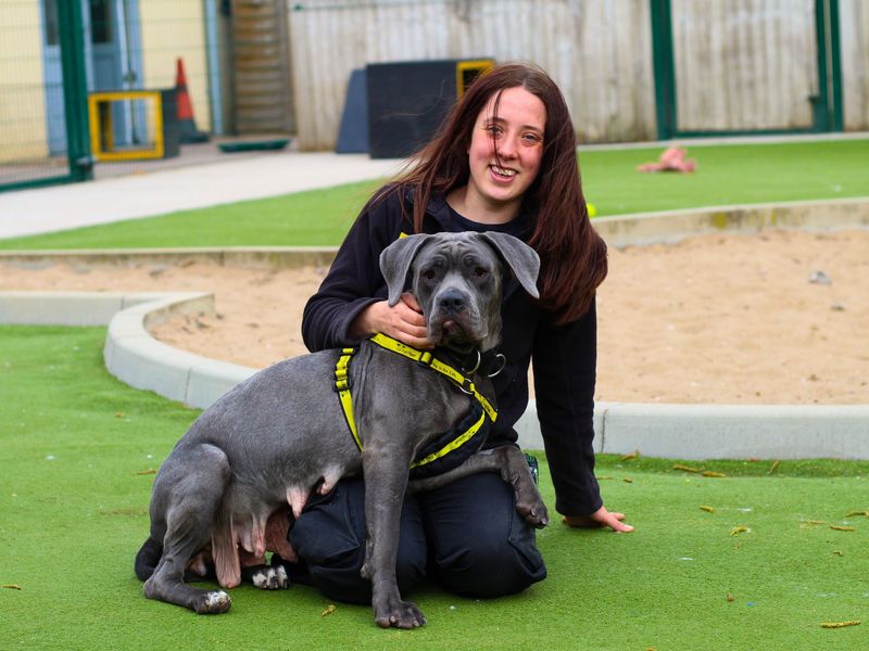 Cane Corso for adoption in Manchester, Greater Manchester – 2 years old - Image 2 of 4