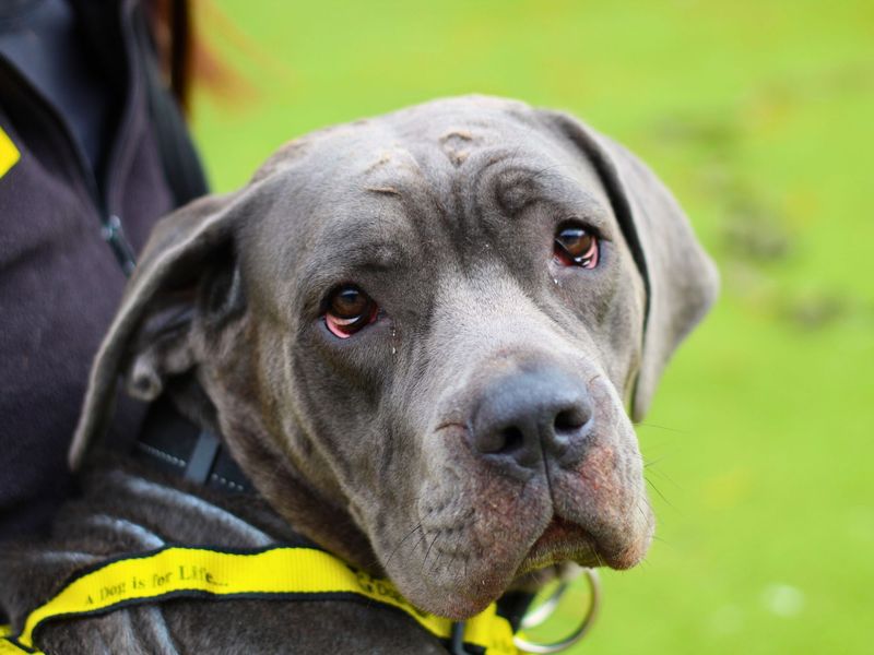 Bonnie for sale in Manchester, Greater Manchester - Image 3