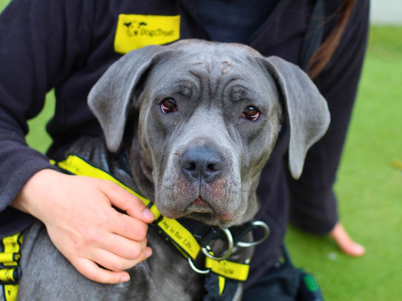 Bonnie for sale in Manchester, Greater Manchester