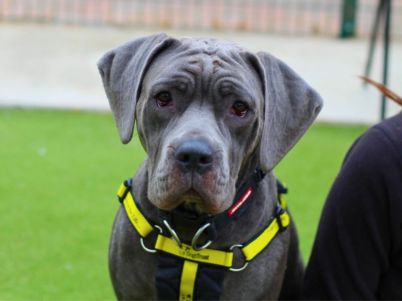 Bonnie for sale in Manchester, Greater Manchester - Image 4