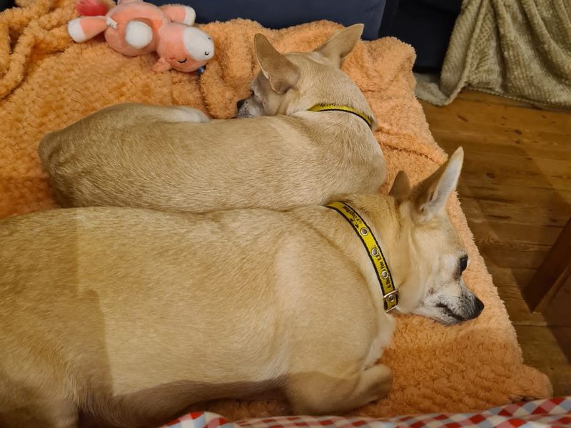 Alfie - Image 3 of 5