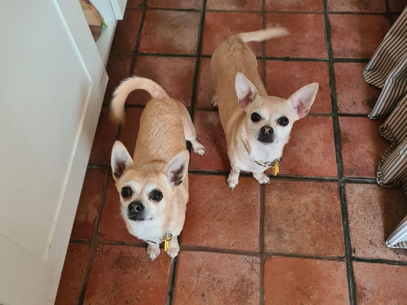 Alfie - Image 4 of 5