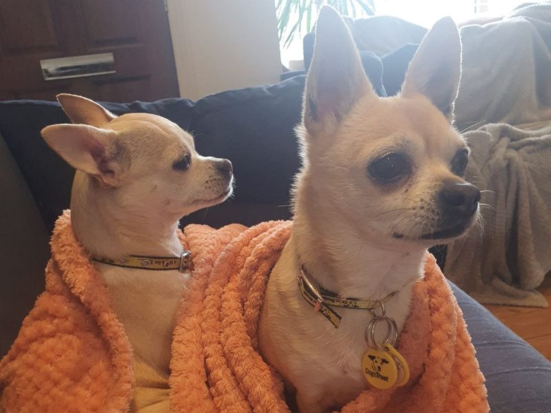 Alfie for sale in Kenilworth, Warks