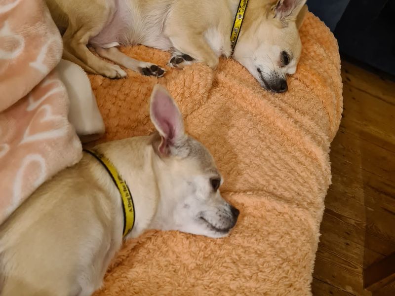 Alfie - Image 5 of 5