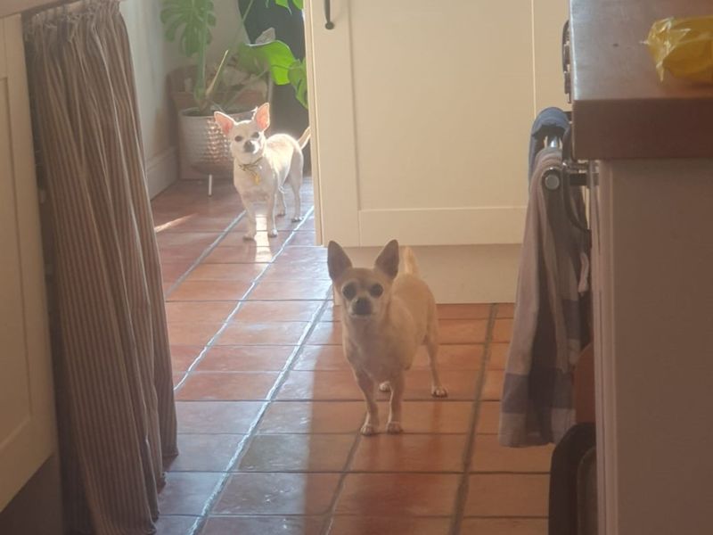 Alfie - Image 2 of 5