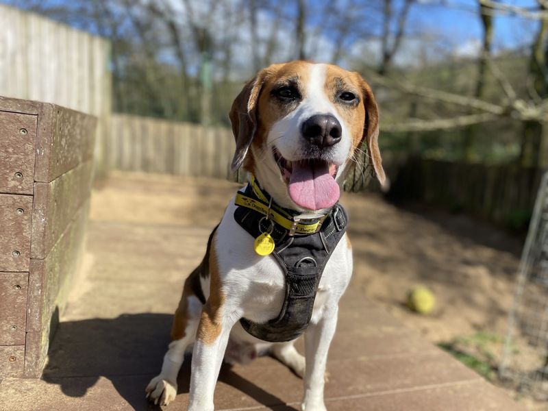 Bobby Beagle for sale in Ilfracombe, North Devon | Image 3
