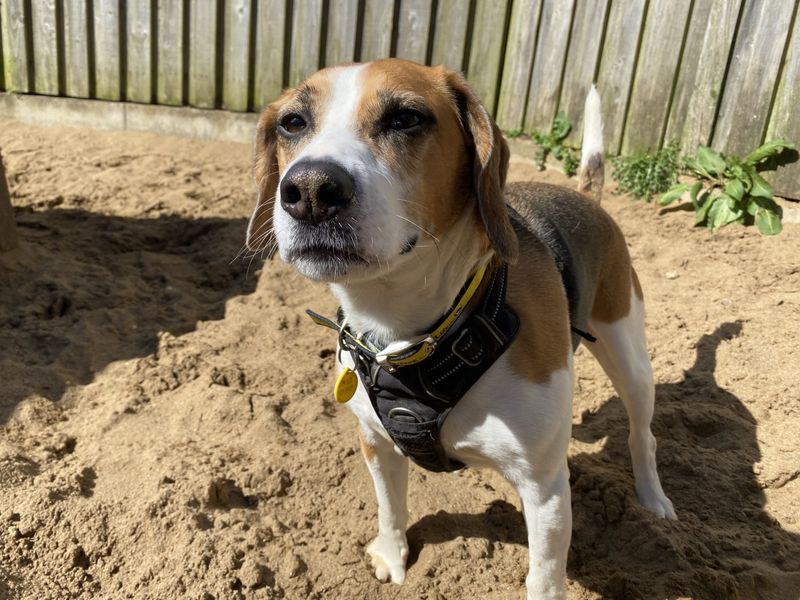 Bobby Beagle for sale in Ilfracombe, North Devon | Image 2