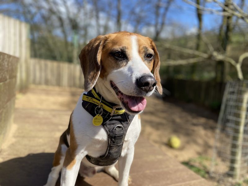Bobby Beagle | Beagle | Ilfracombe - 1